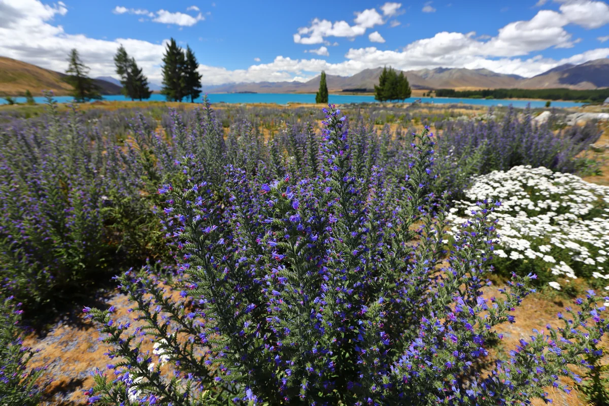 投稿写真：テカポ湖畔の花
