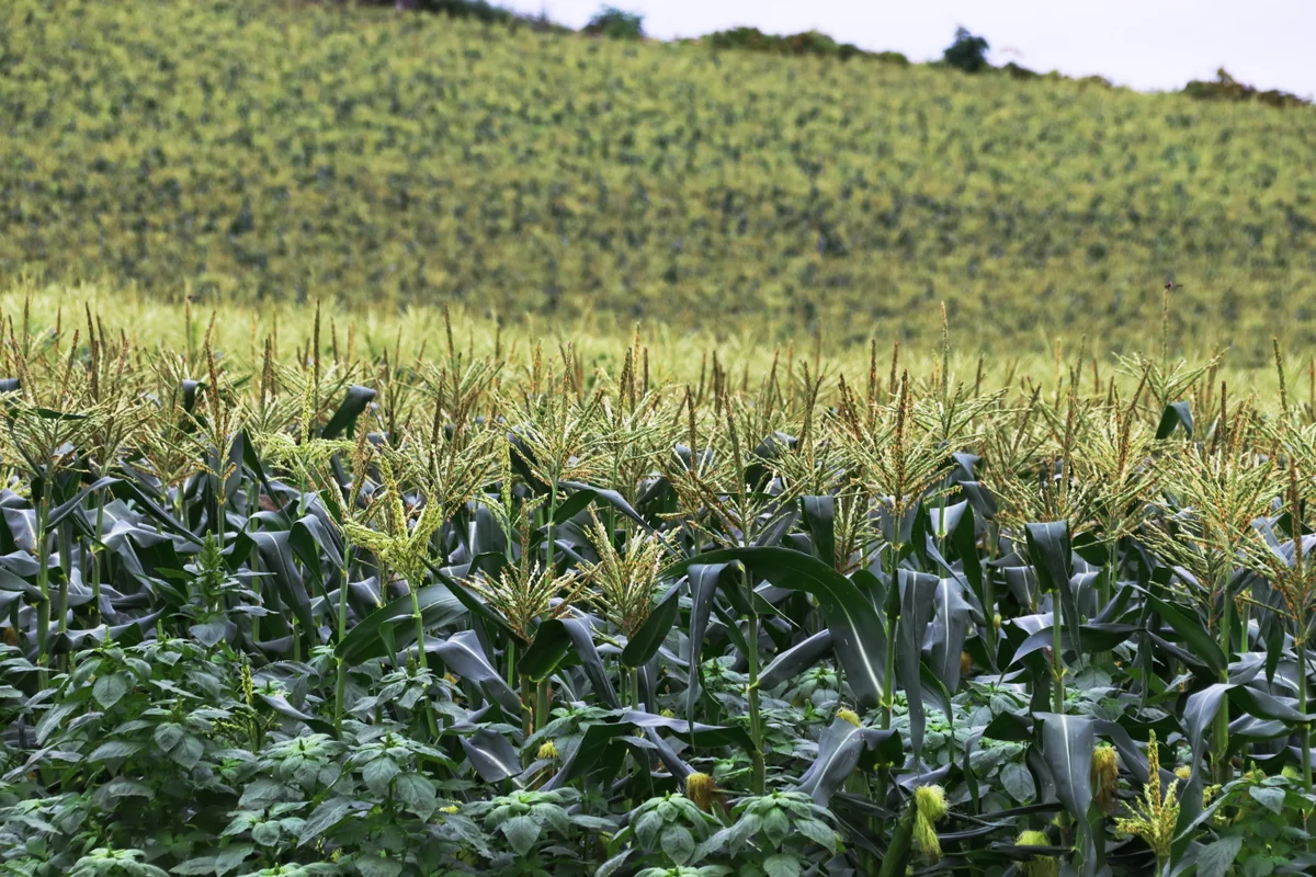 投稿写真：とうきび畑