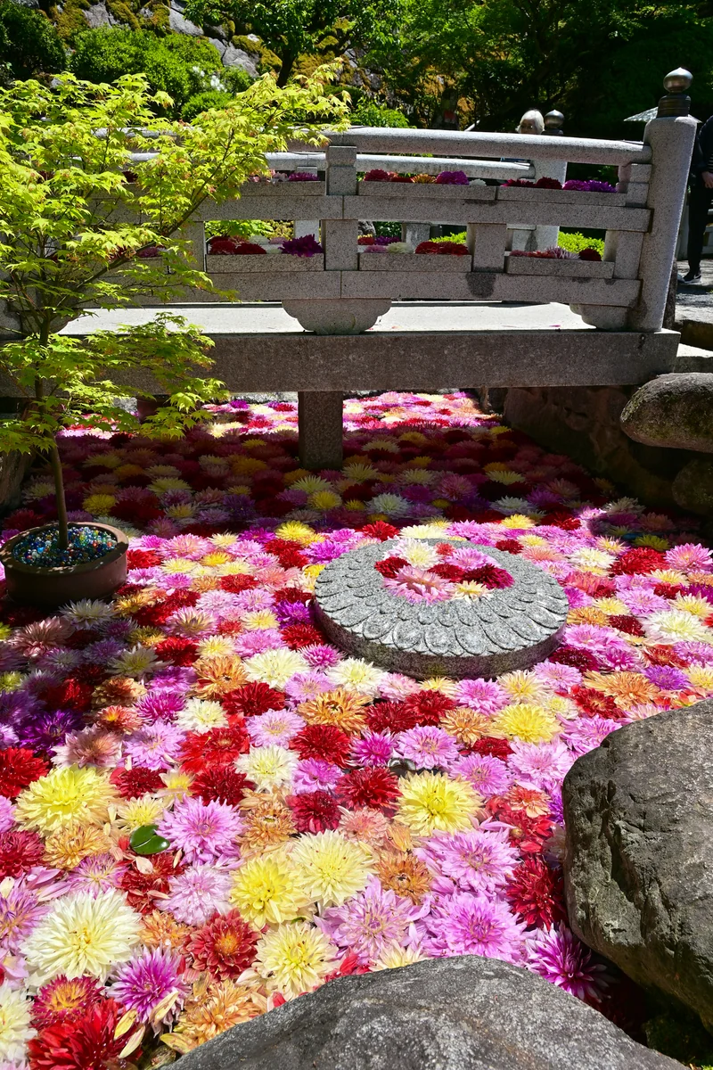 投稿写真：華の池