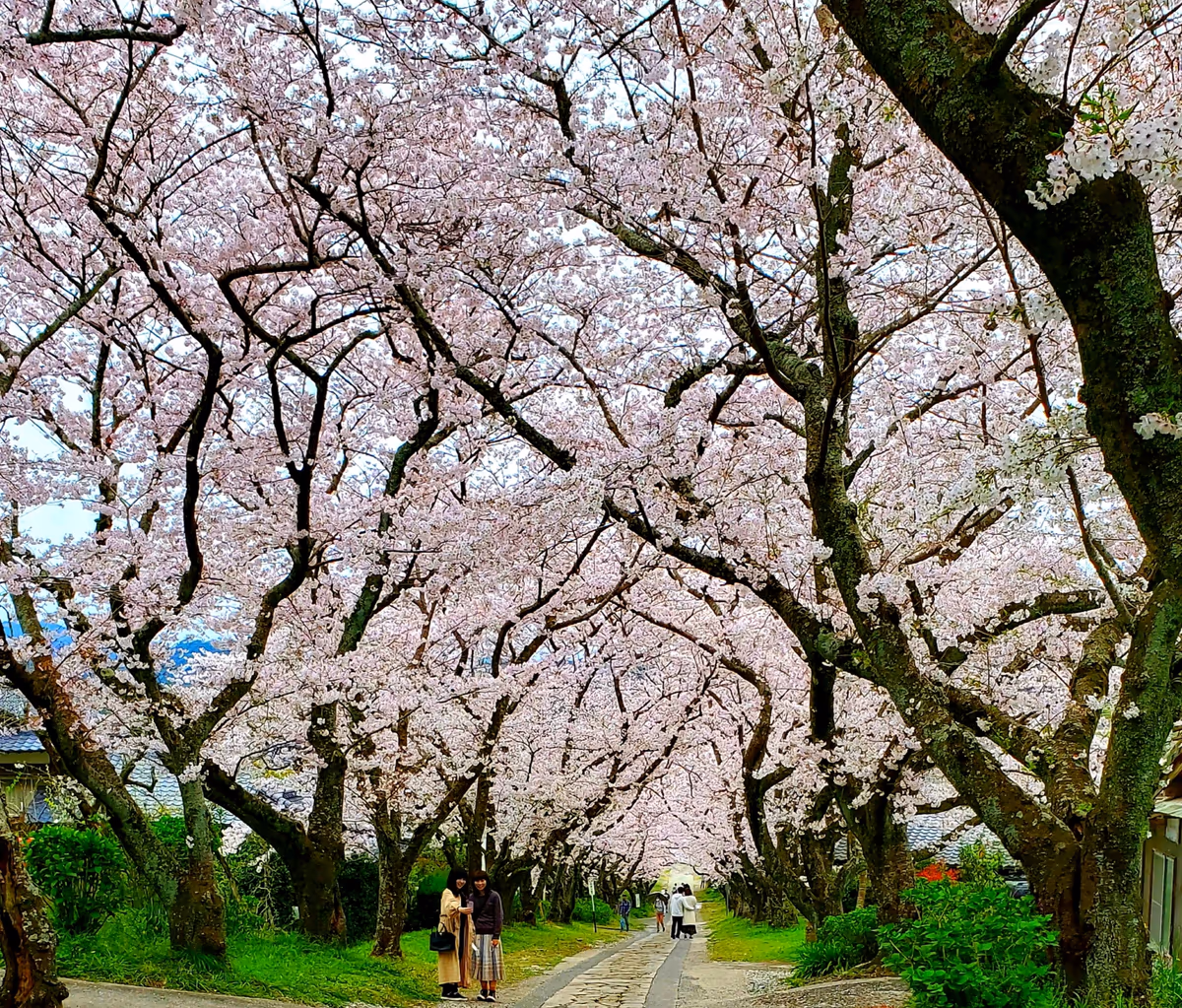 投稿写真：円応寺桜並木