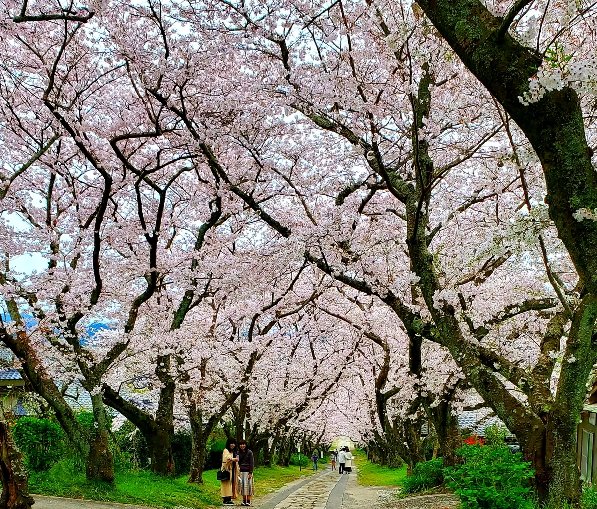 投稿写真：円応寺桜並木
