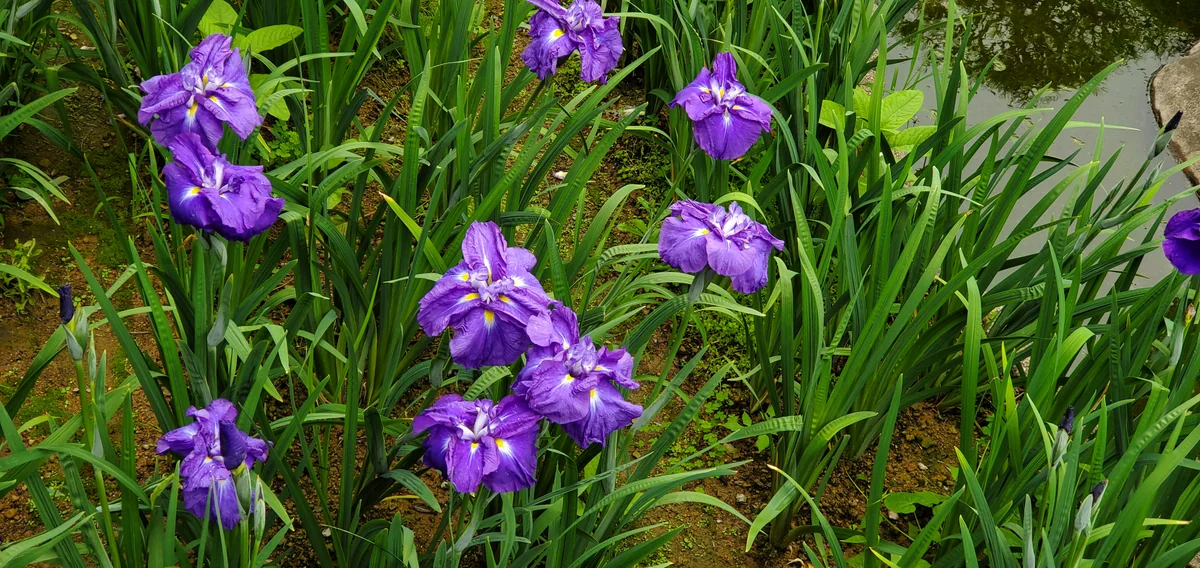 投稿写真：花菖蒲