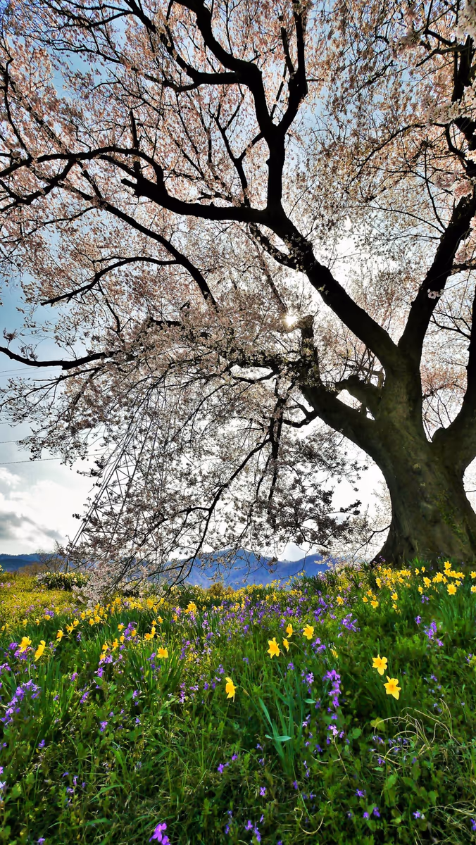 投稿写真：一本桜と水仙