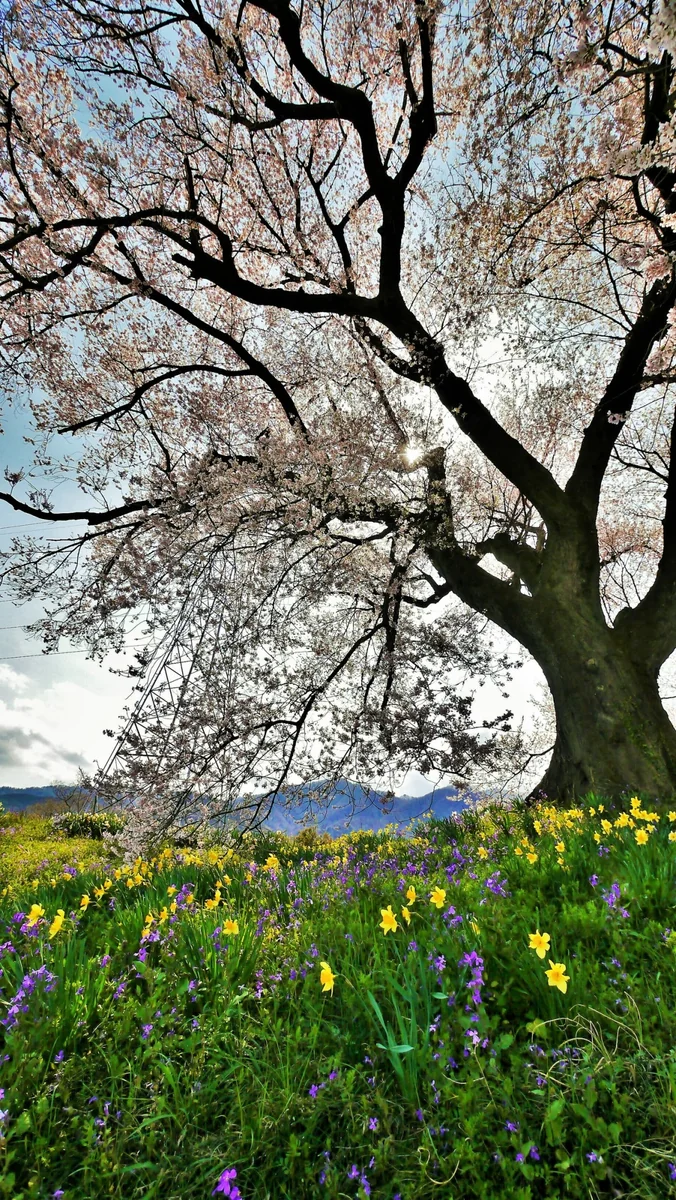 投稿写真：一本桜と水仙