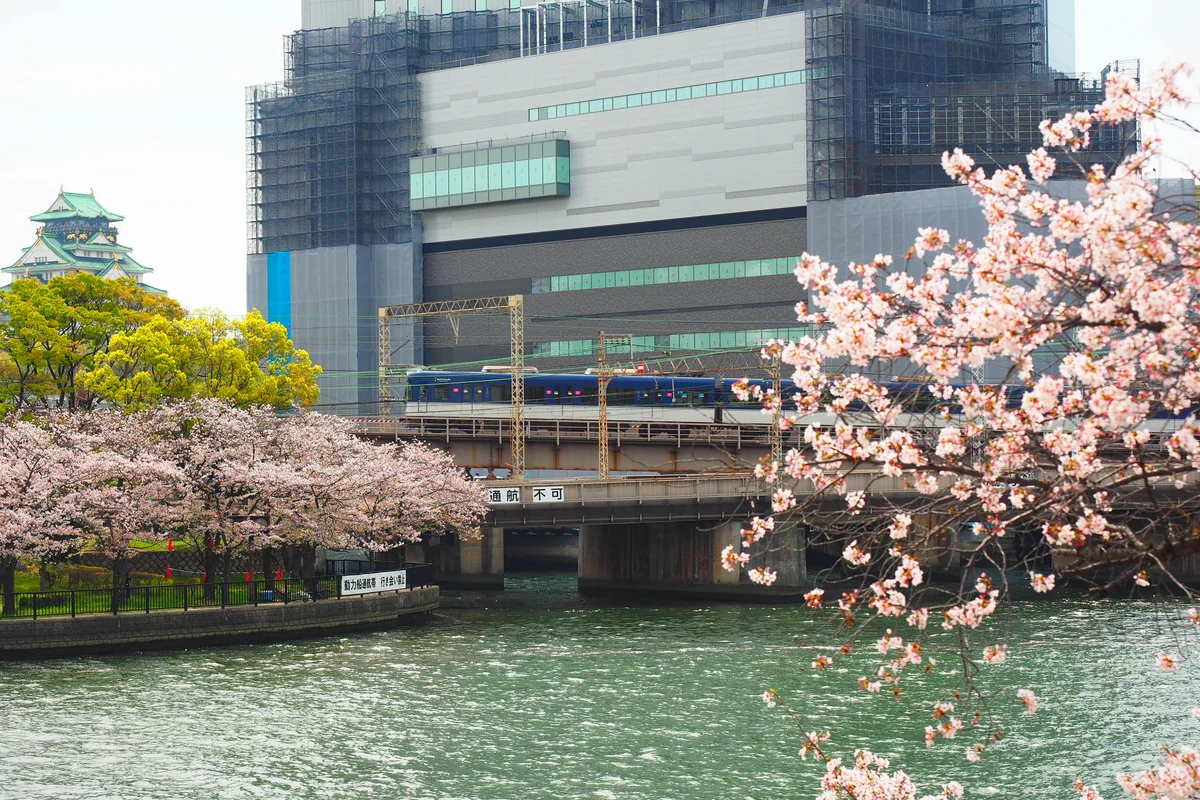 投稿写真：川辺の桜