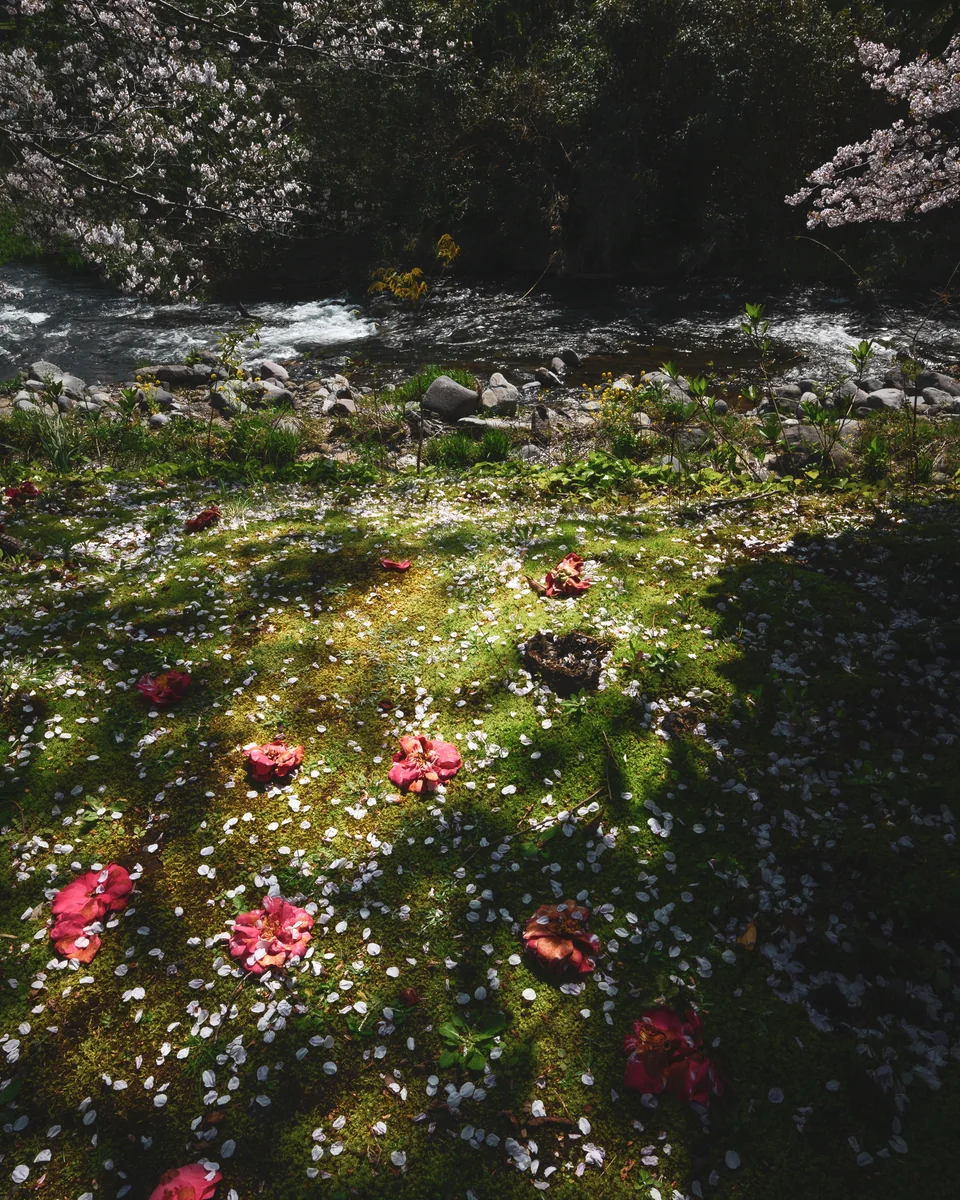 投稿写真：tsubaki