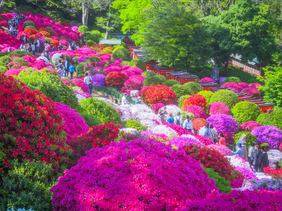 投稿写真：色とりどりのツツジと千本鳥居