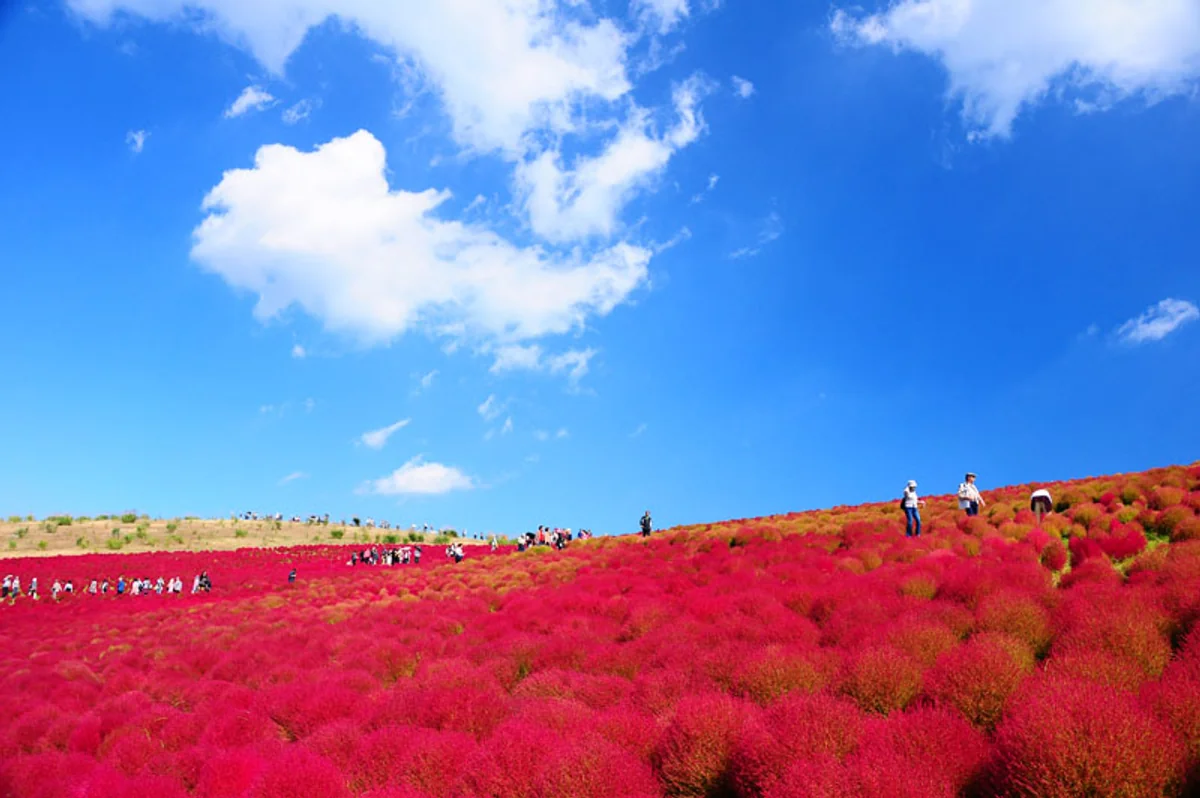 投稿写真：コキア一色