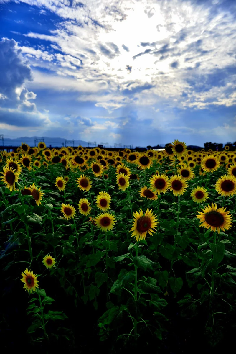 投稿写真：大垣のひまわり畑
