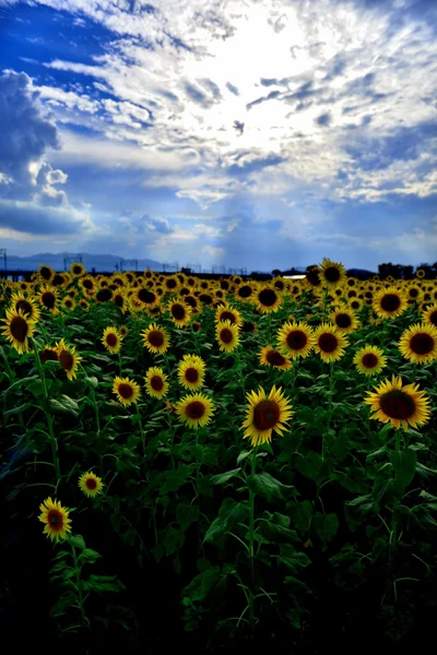 投稿：大垣のひまわり畑