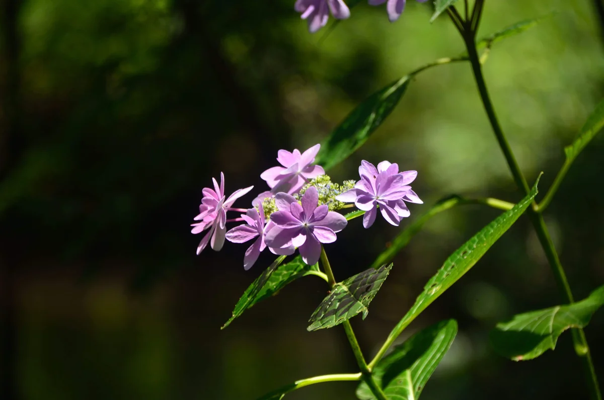 投稿写真：深大寺にて