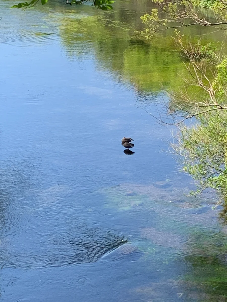 投稿写真：柿田川湧水