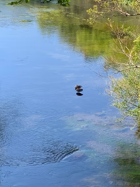 投稿：柿田川湧水