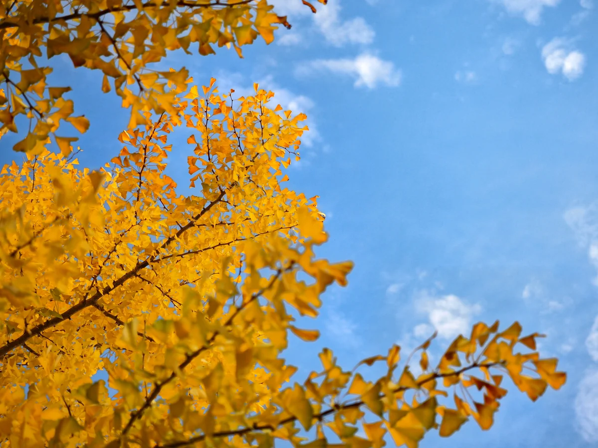 投稿写真：補色の関係