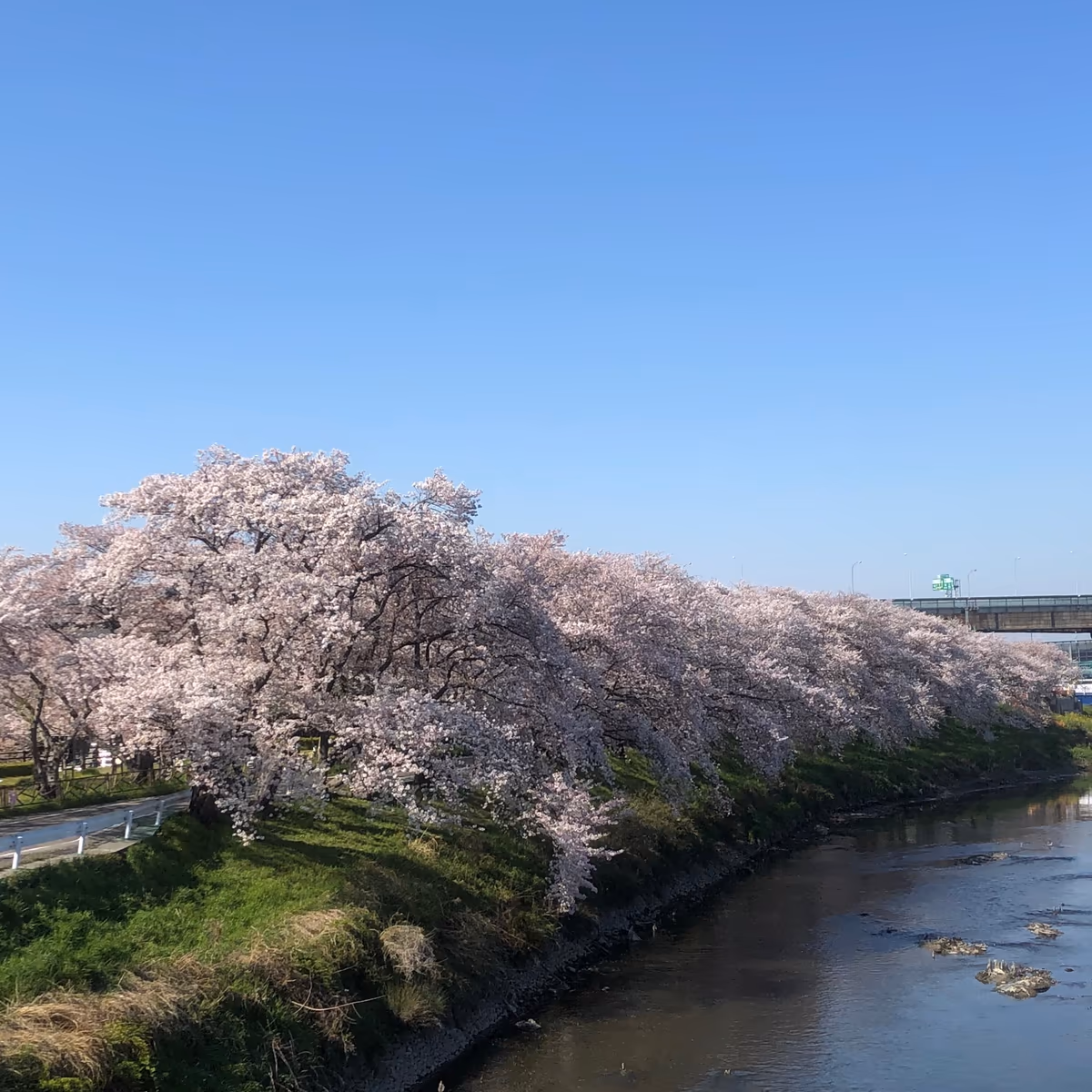 投稿写真：五条川の桜