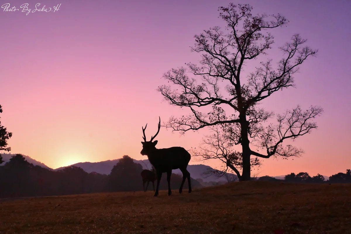 投稿写真：威風堂々