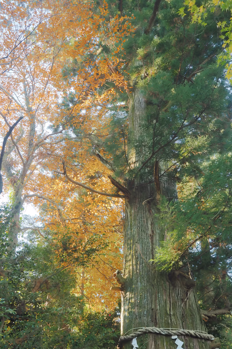 投稿写真：高尾山　ご神木