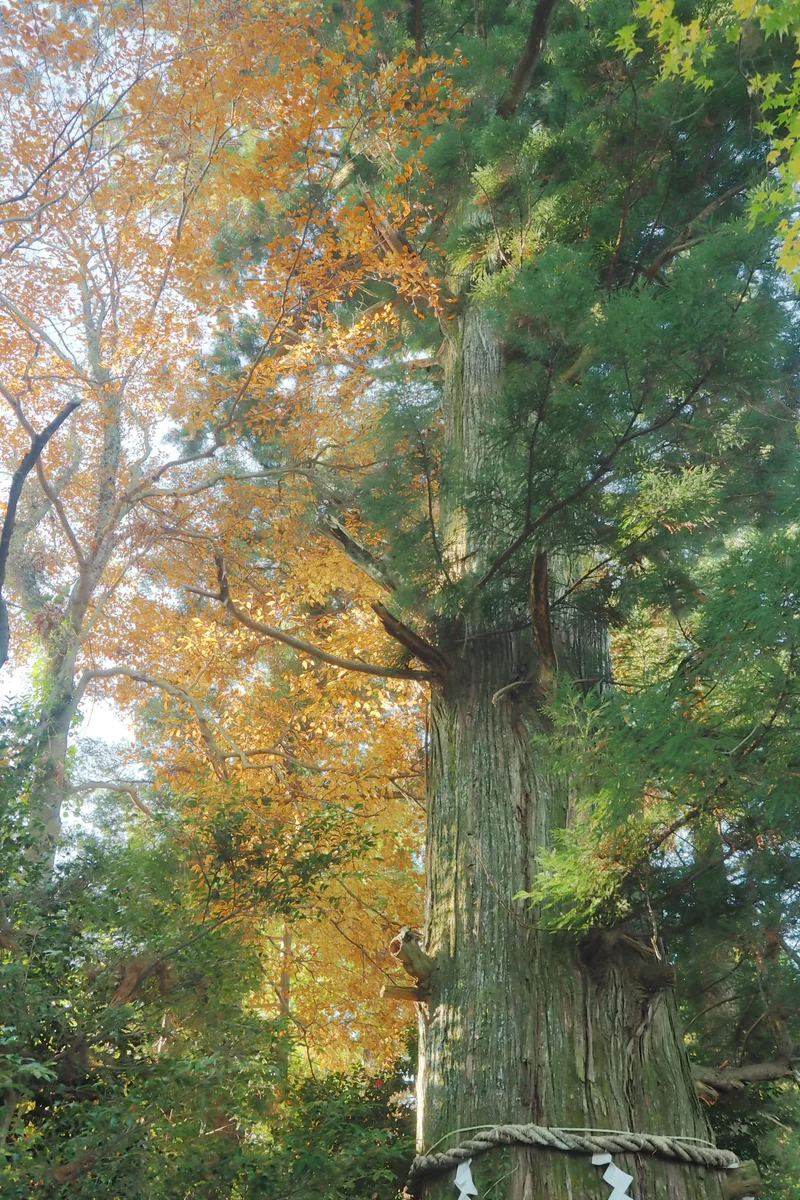 投稿写真：高尾山　ご神木