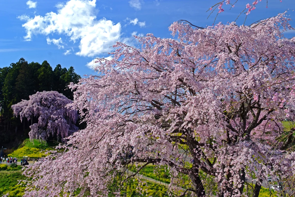 投稿写真：合戦場の桜を望む