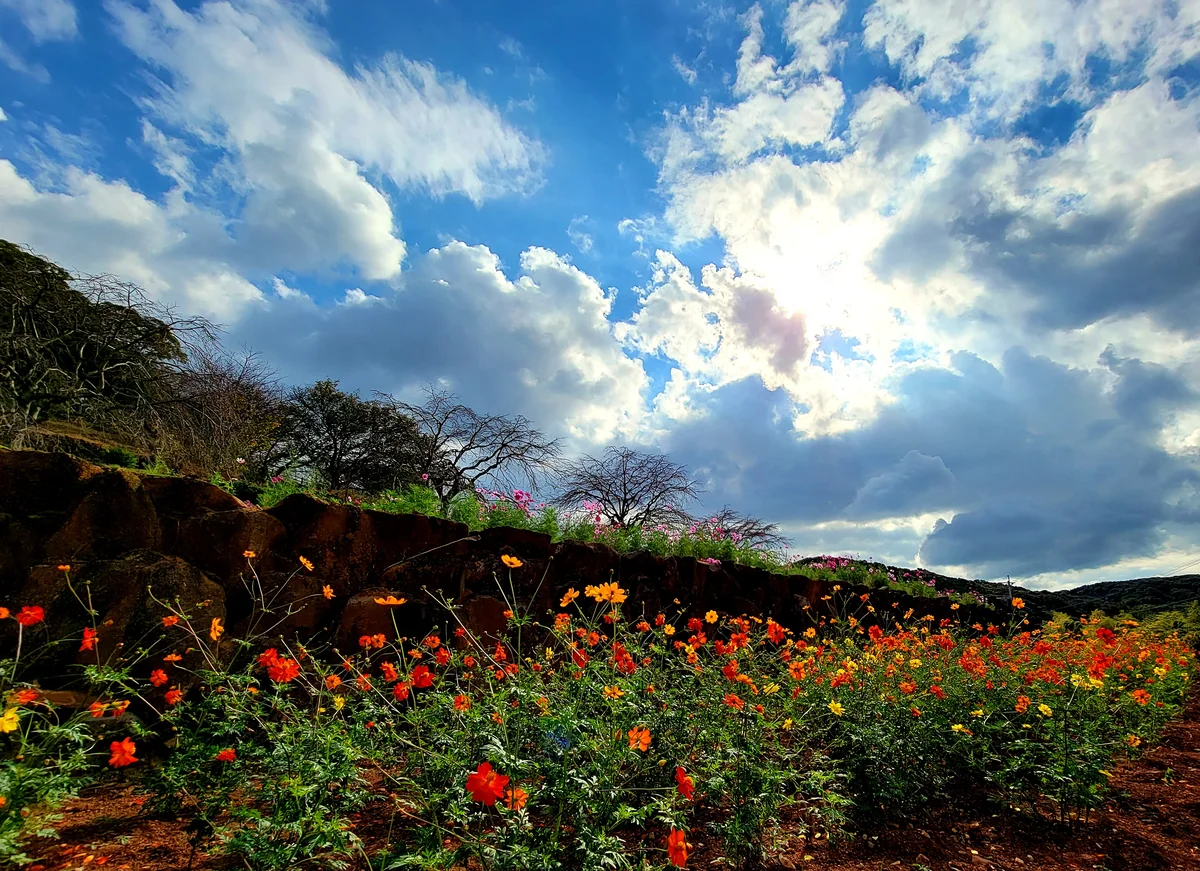 投稿写真：キバナコスモス