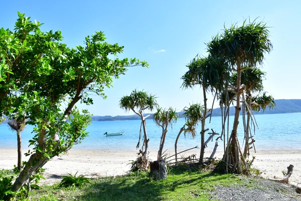 投稿：奄美大島 笠利