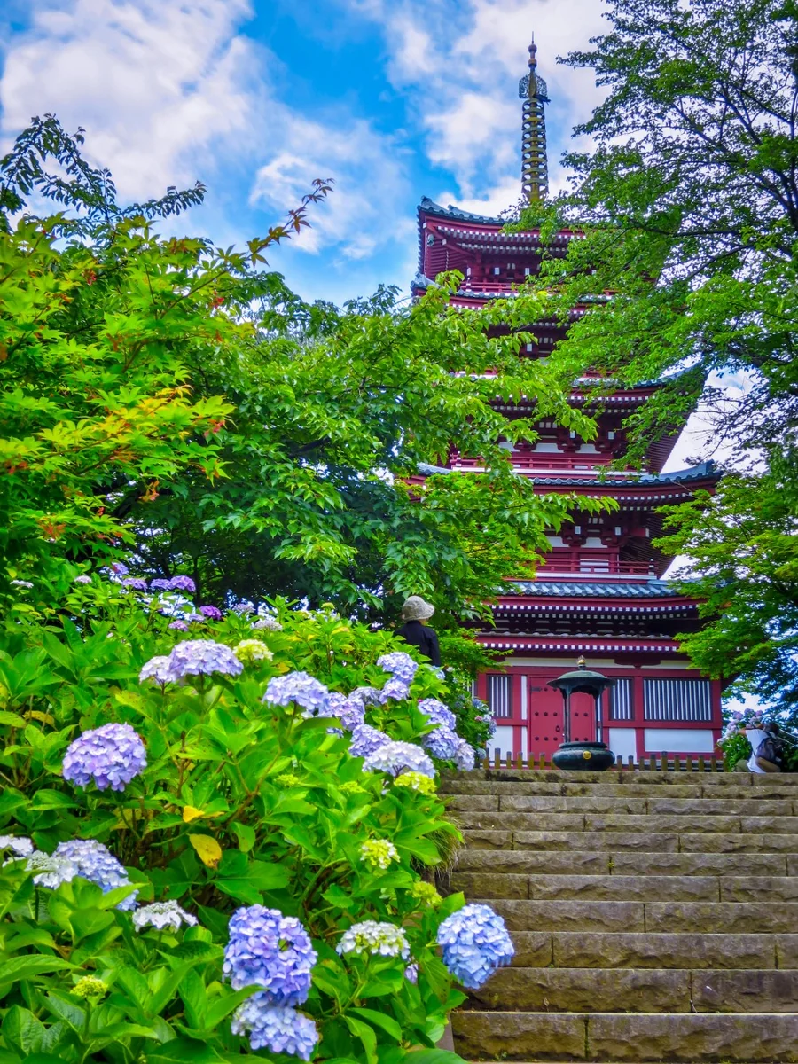 投稿写真：あじさいと新緑と五重塔