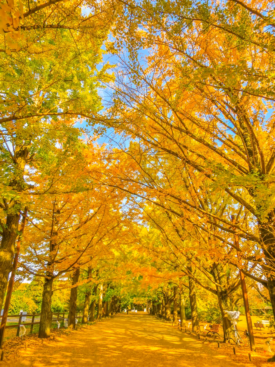 投稿写真：イチョウ並木の黄葉
