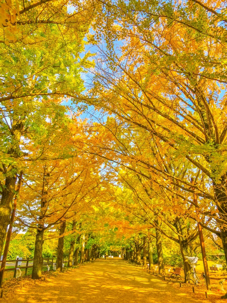 投稿写真：イチョウ並木の黄葉