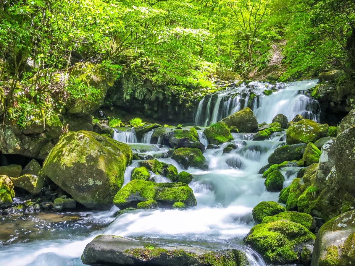 投稿写真：新緑の蓼科大滝