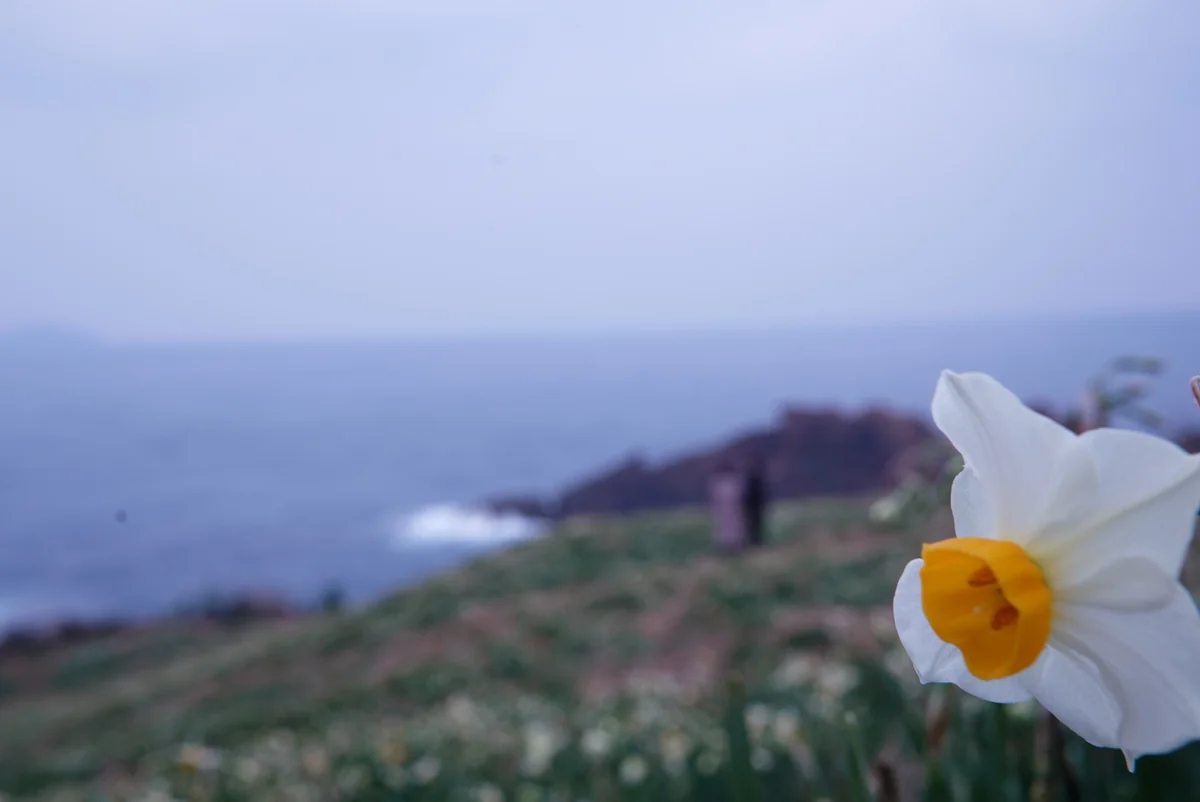 投稿写真：唐音水仙公園