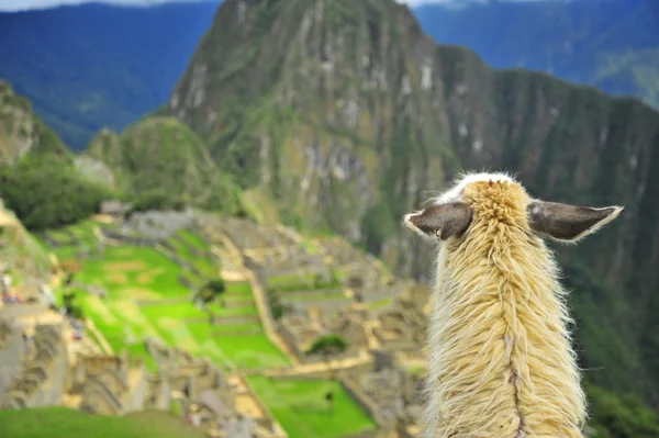 投稿：世界遺産マチュピチュを眺めて