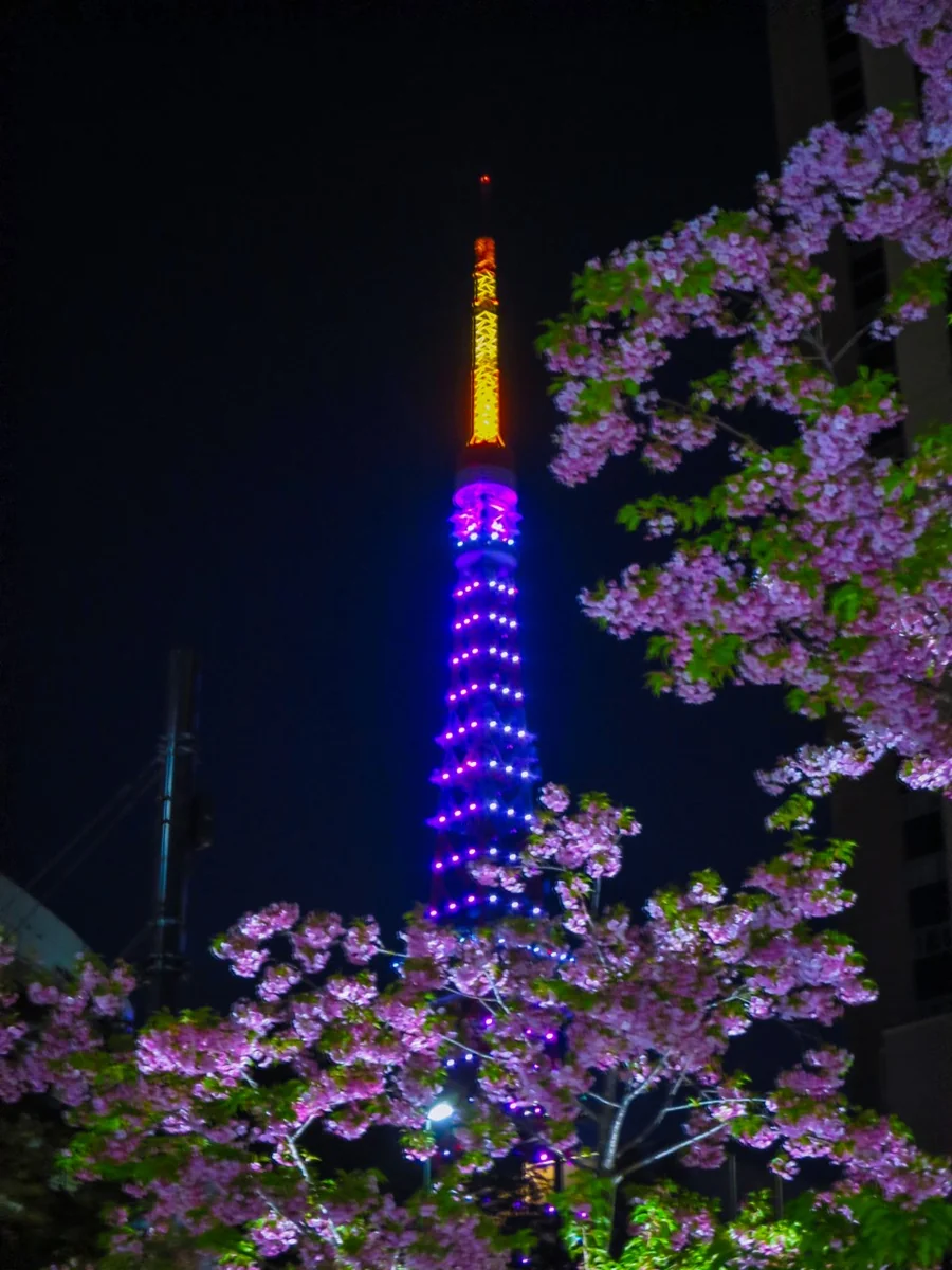 投稿写真：河津桜と東京タワー