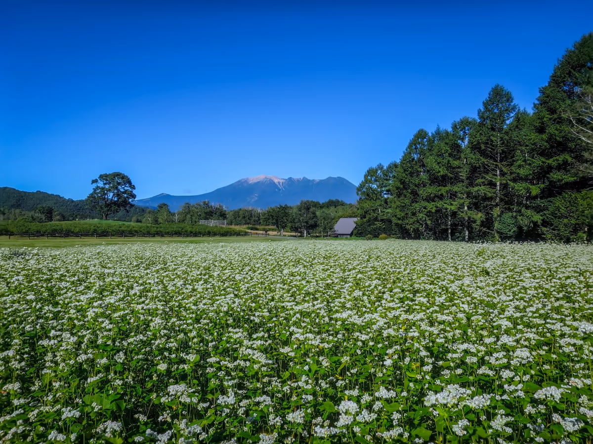 投稿写真：蕎麦の花と御嶽山