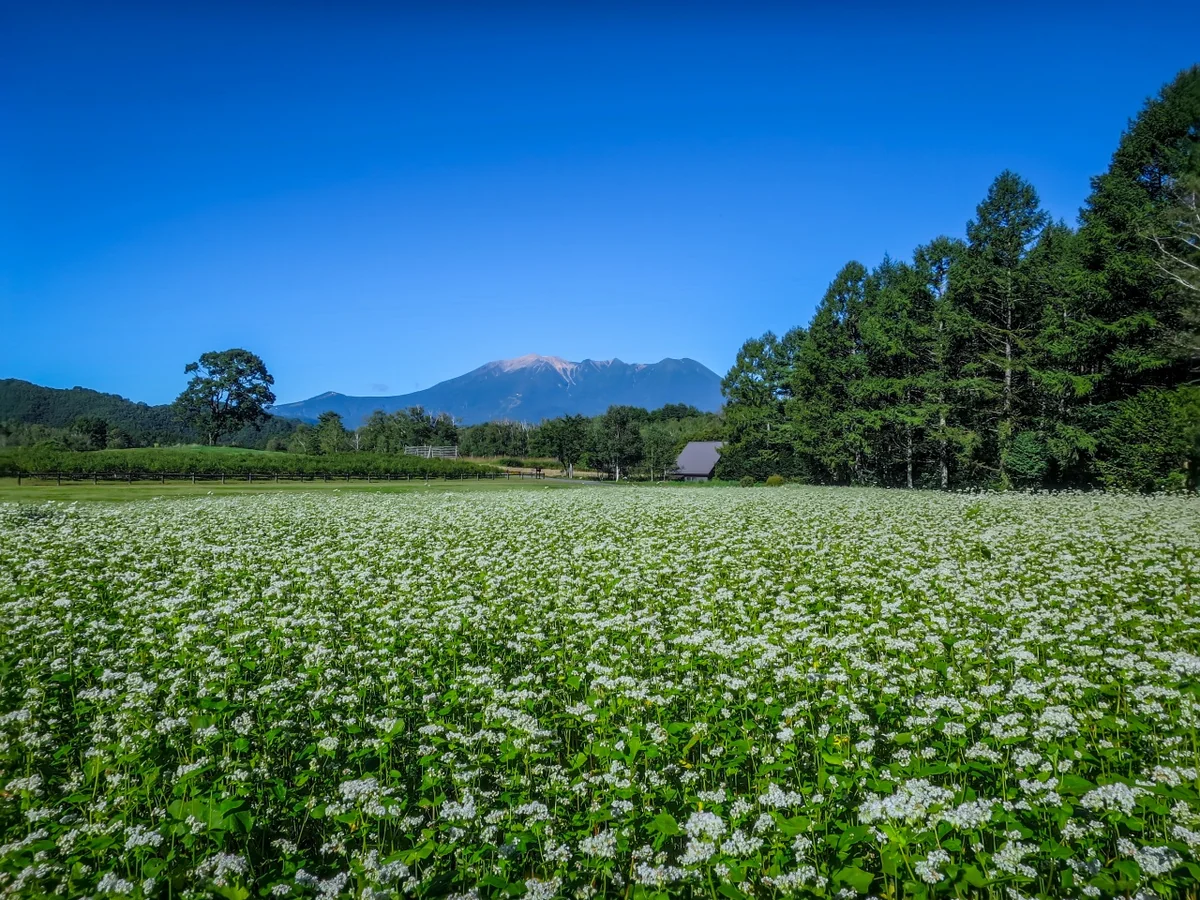 投稿写真：蕎麦の花と御嶽山