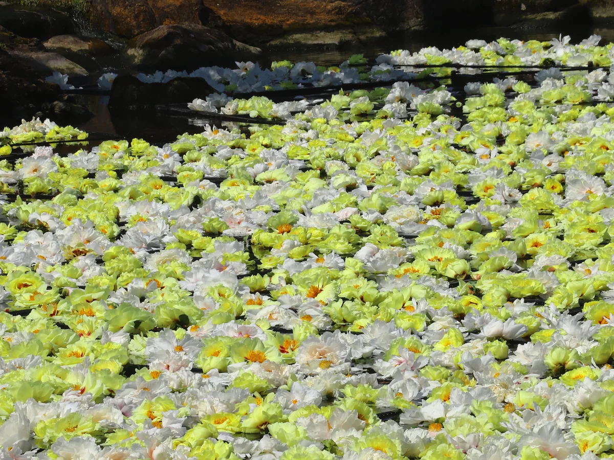 投稿写真：池泉牡丹