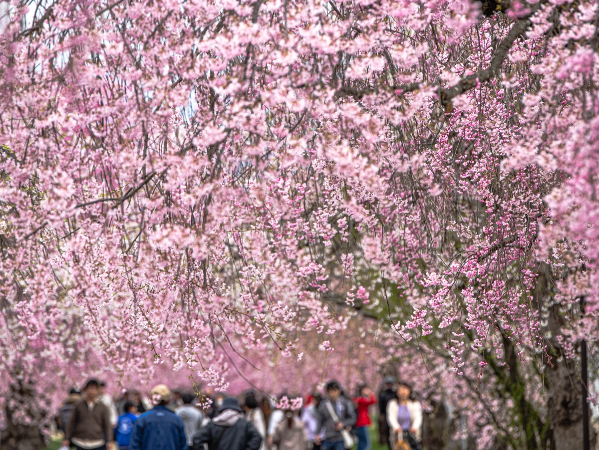 投稿写真：日中線しだれ桜