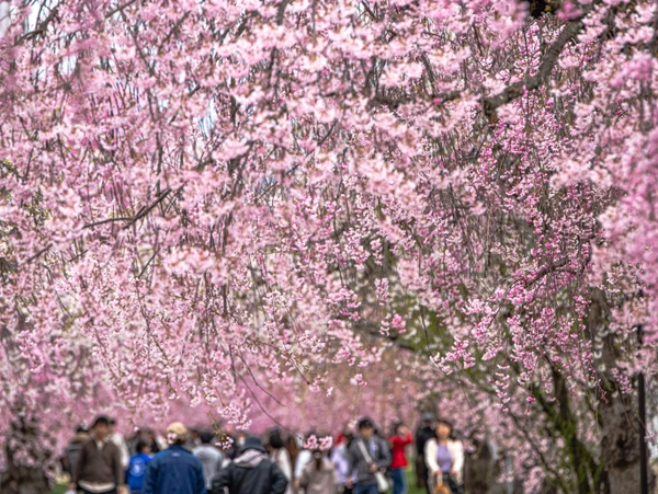 投稿：日中線しだれ桜