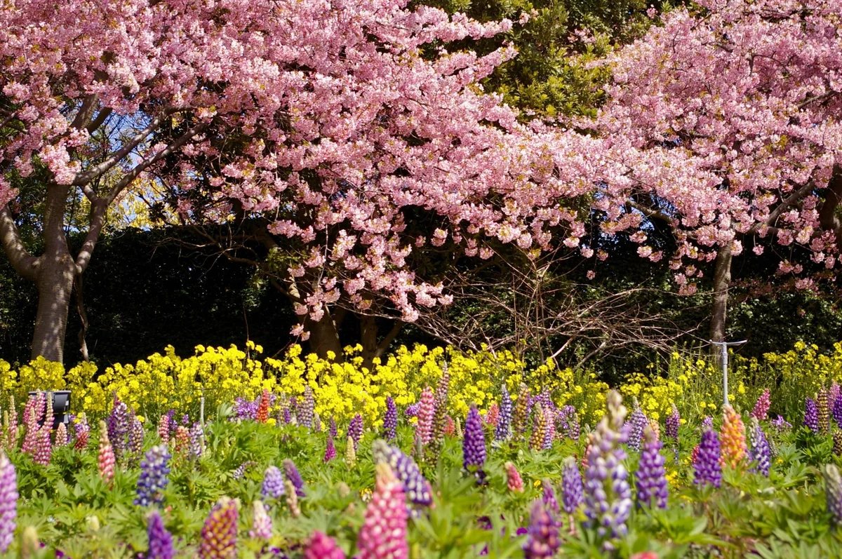 投稿写真：春爛漫