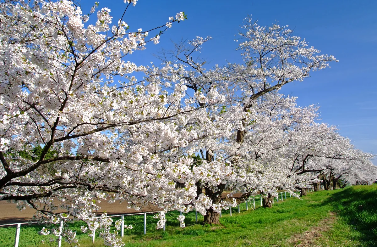 投稿写真：春の並木で