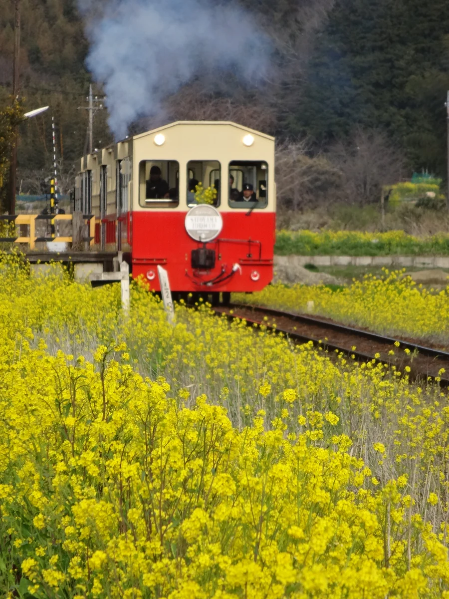 投稿写真：『里山トロッコ列車に菜の花も乗車中』／上総川間