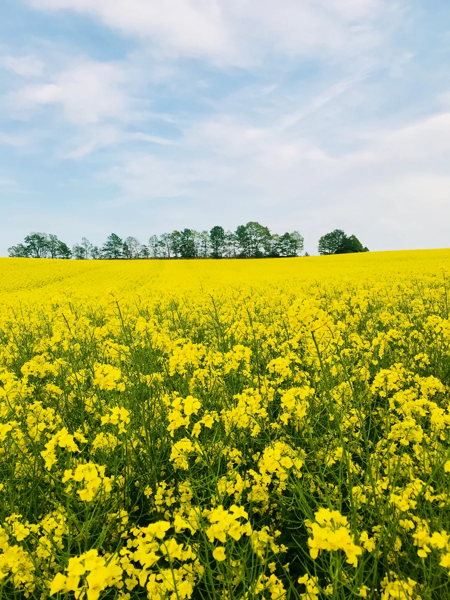 投稿写真：安平町 菜の花畑