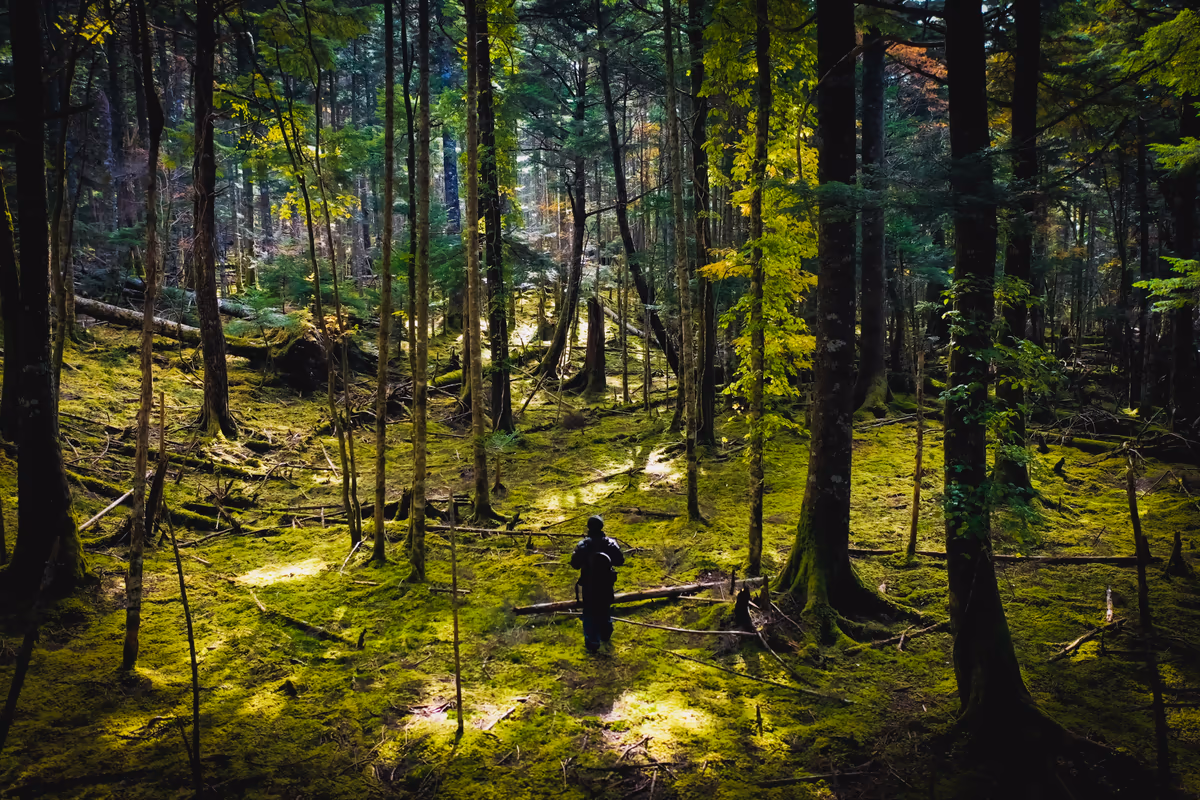 投稿写真：Into the Deep Forest