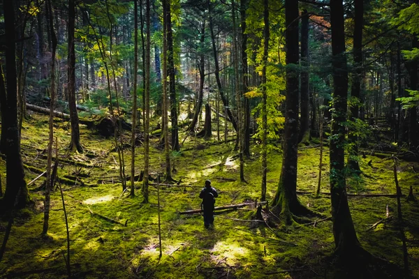 投稿：Into the Deep Forest