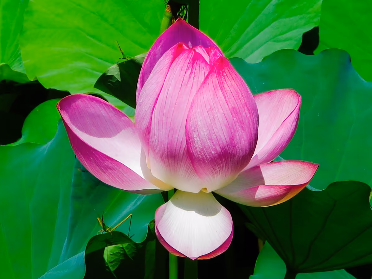 投稿写真：ハスの花