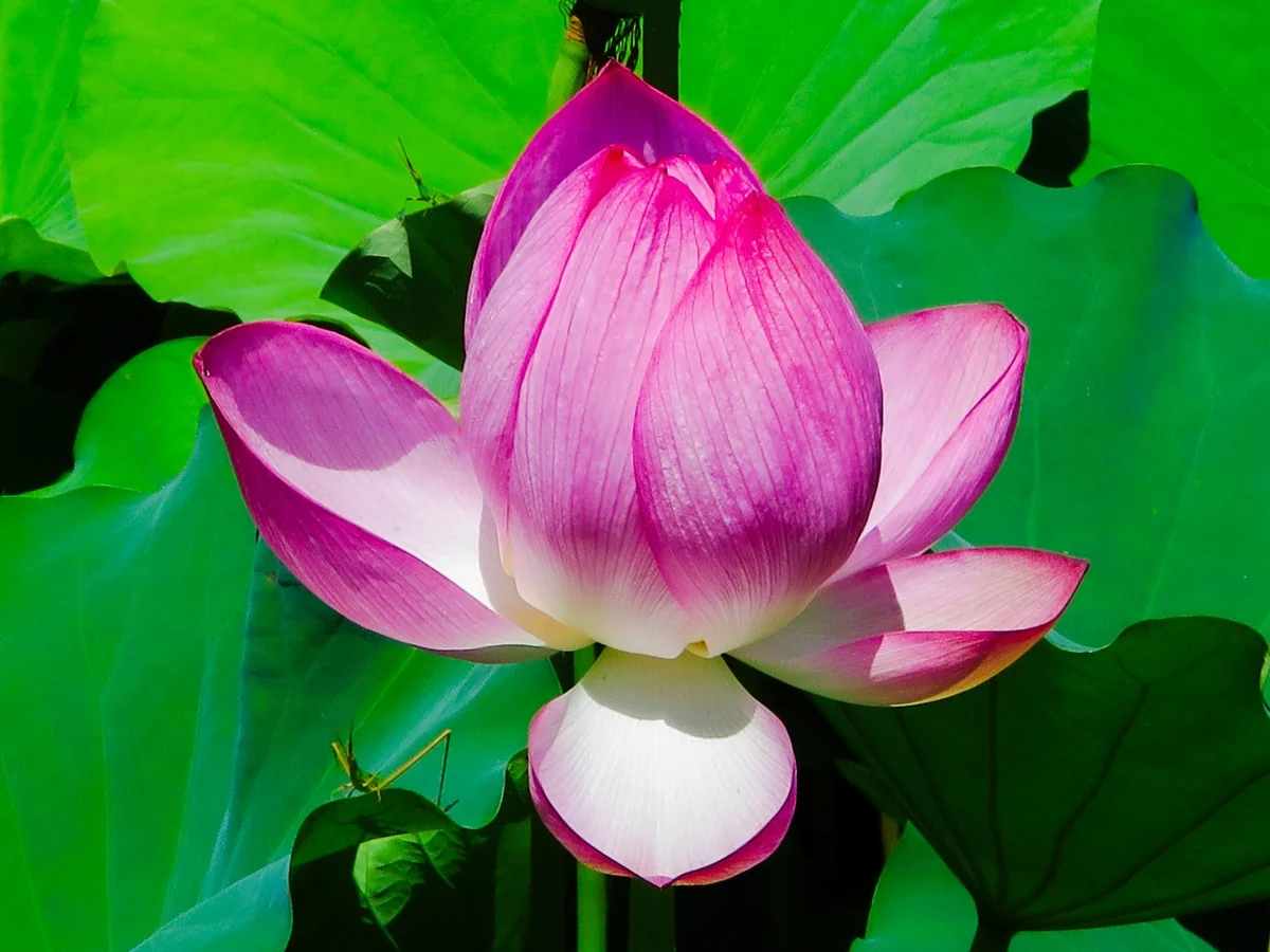 投稿写真：ハスの花