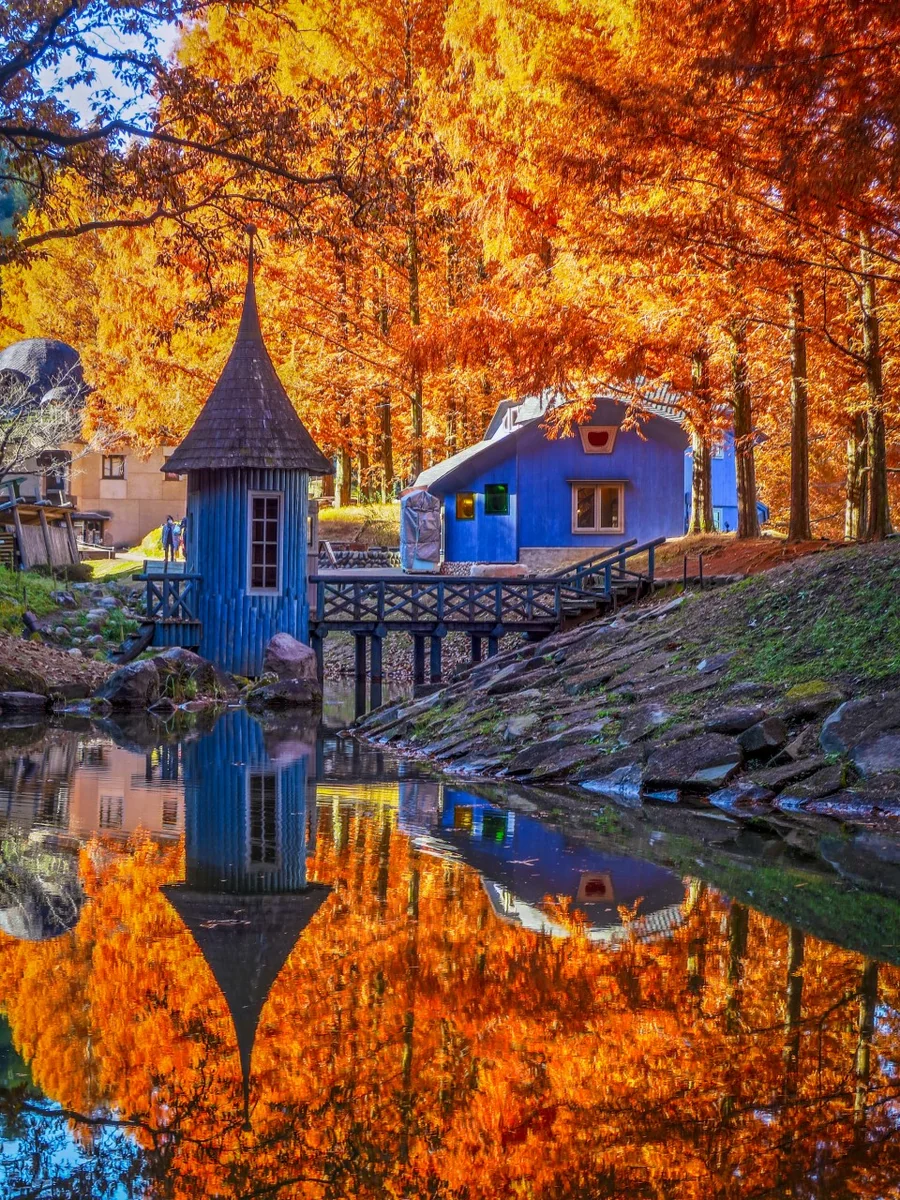 投稿写真：青い建物とメタセコイアの黄葉のリフレクション