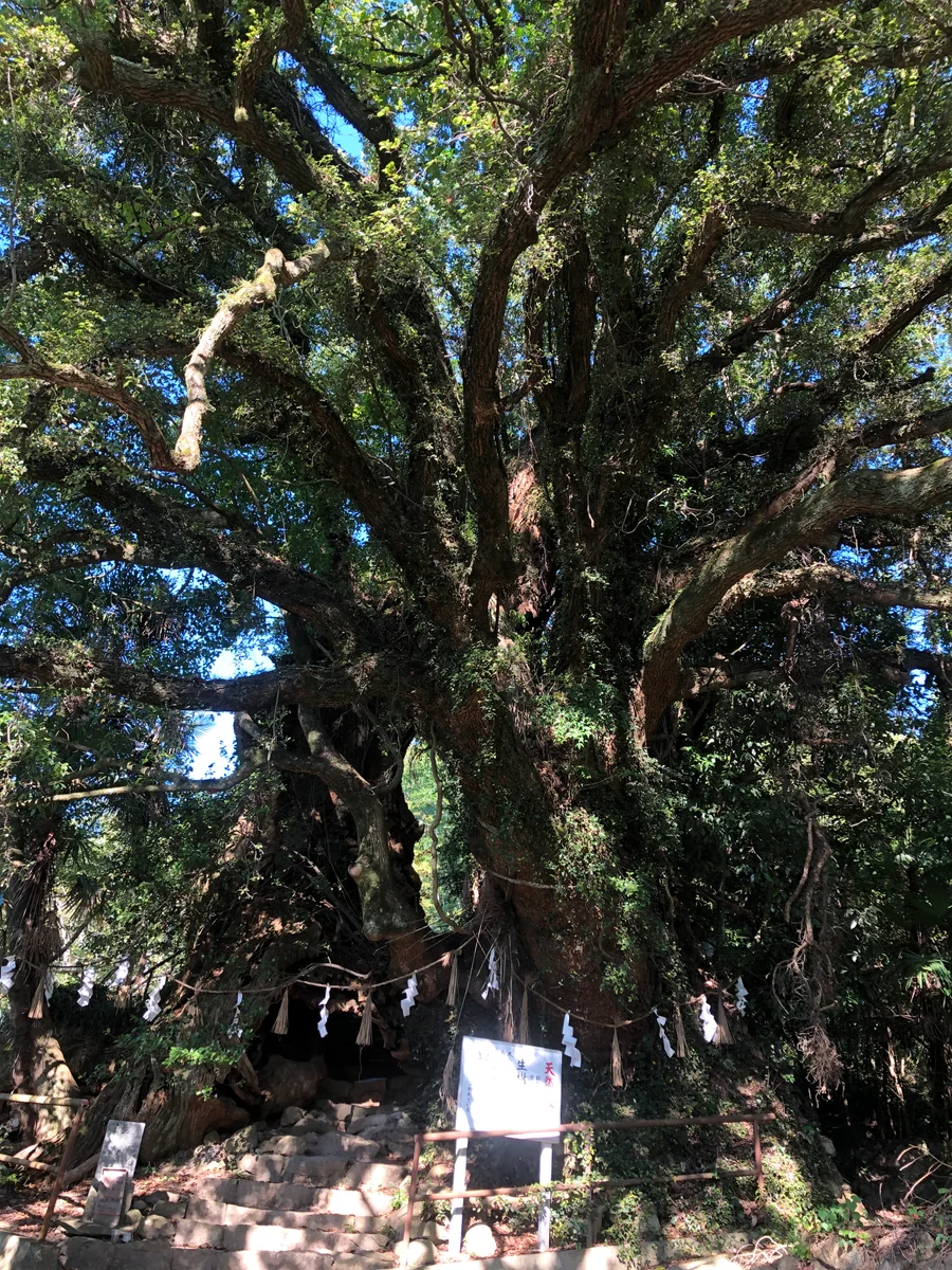 投稿写真：生樹の御門