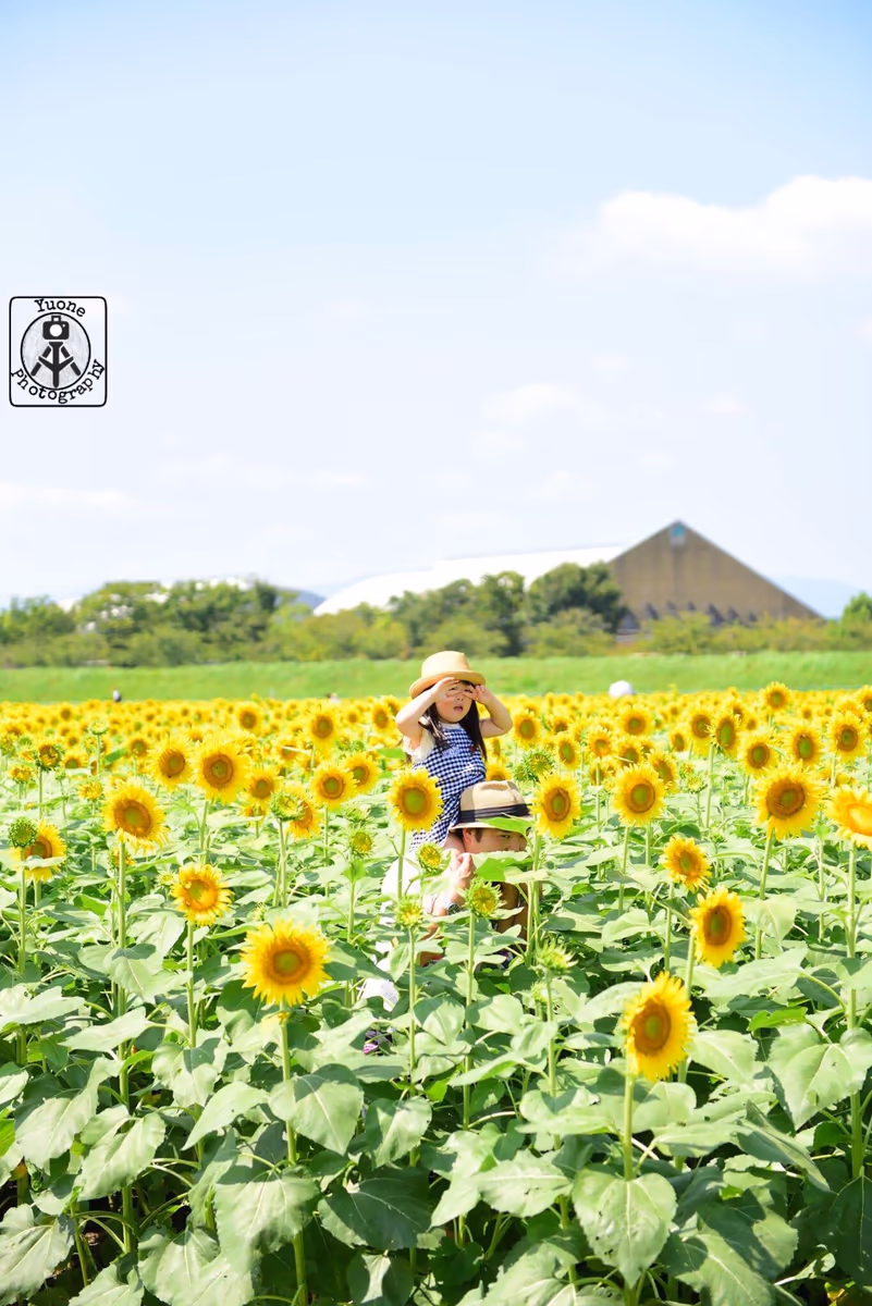 投稿写真：ひまわり畑の親子