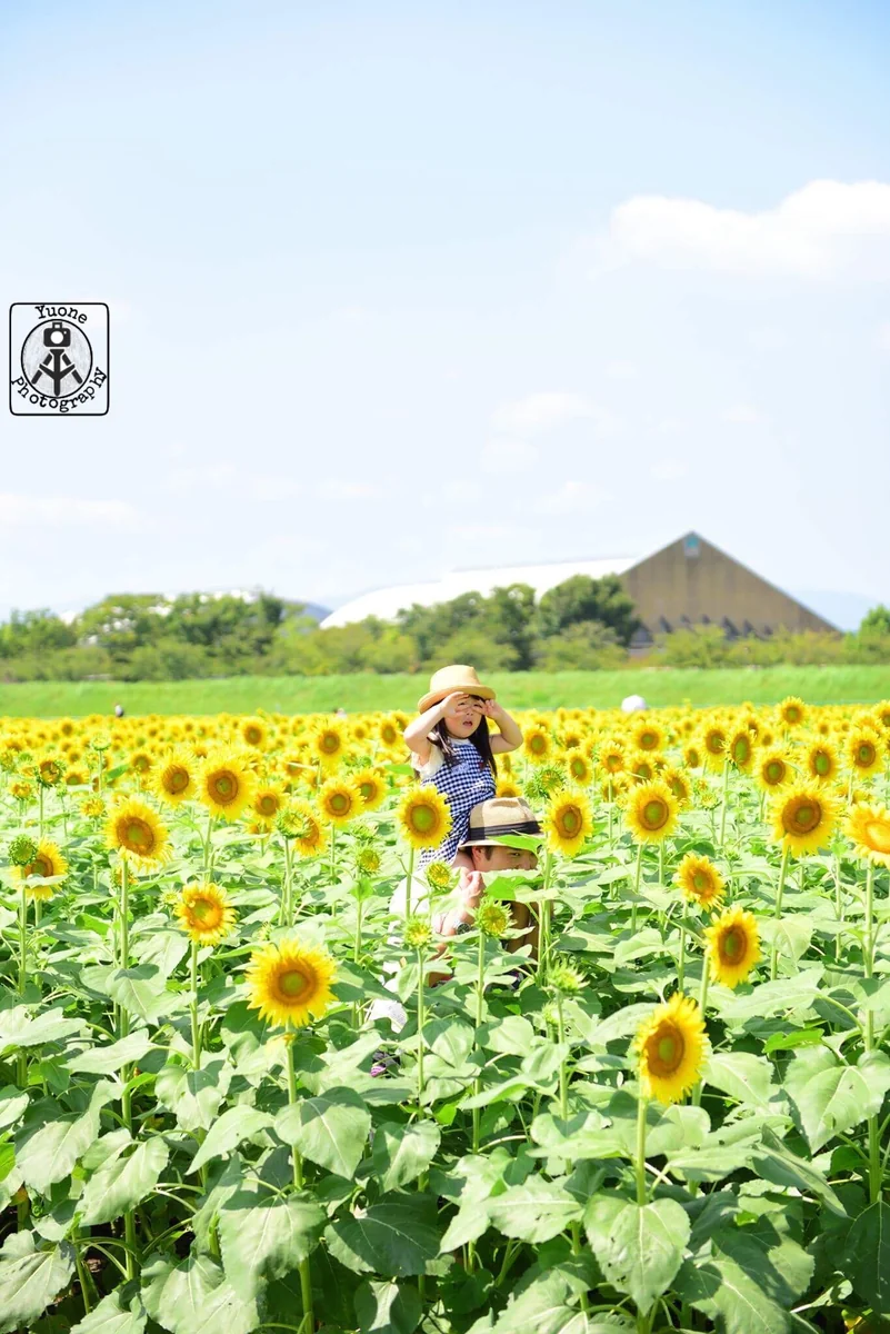 投稿写真：ひまわり畑の親子