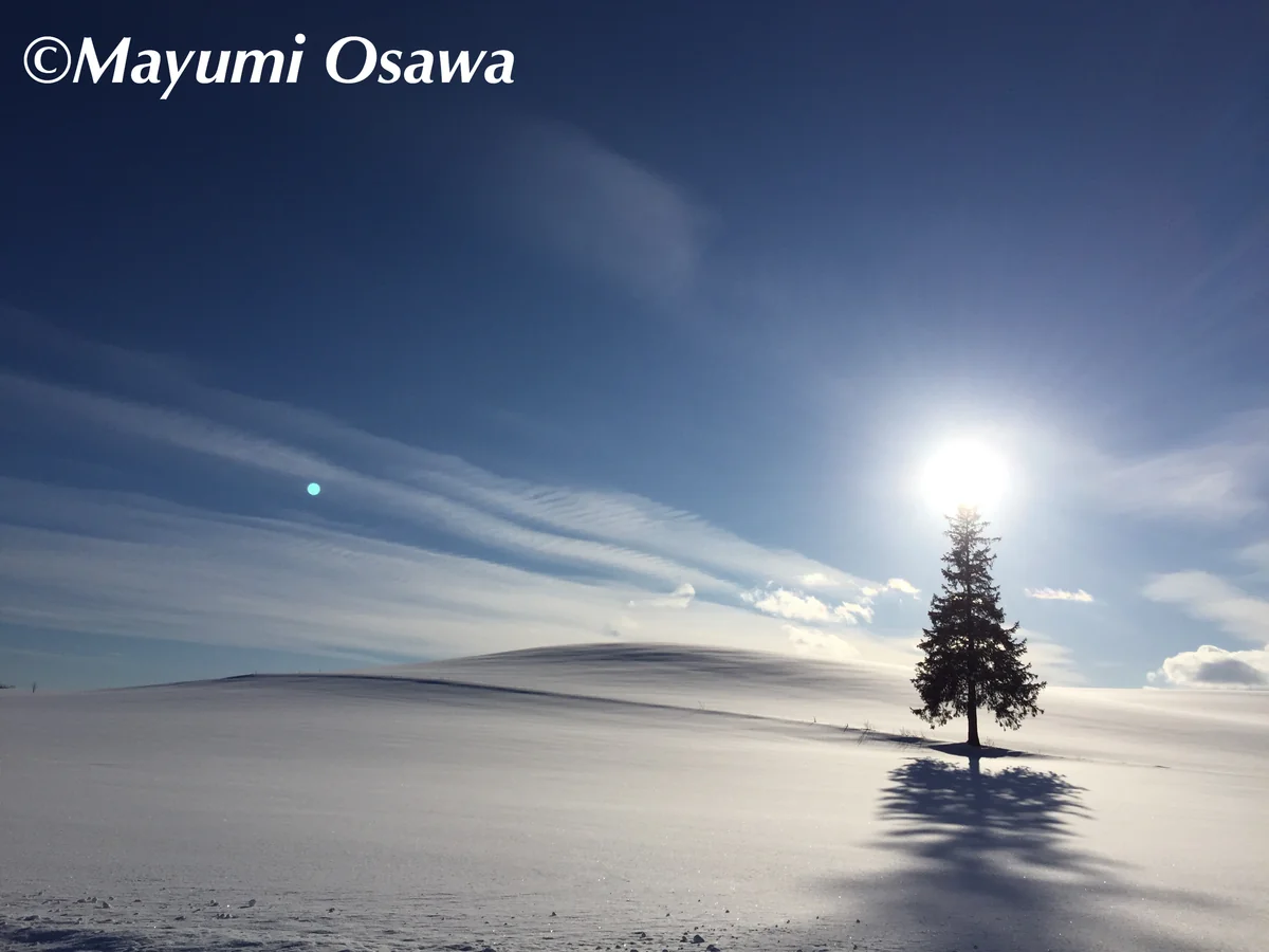 投稿写真：吹雪の後の光景